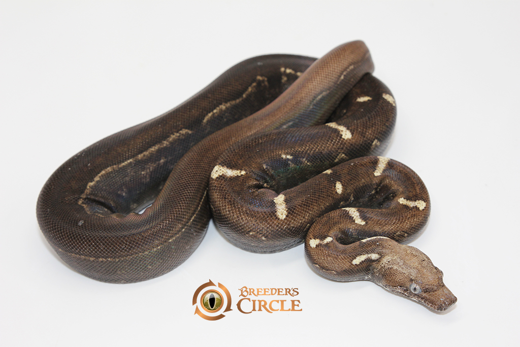 Jungle Motley Aztec IMG VPI T+ M244011 - Breeder's Circle