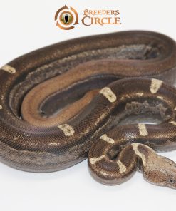 Jungle Motley Aztec IMG VPI T+ M2440111