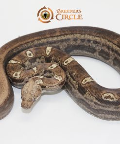 Jungle Motley IMG VPI T+ M2440119