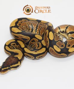 100% Double Het Lavender Albino Puzzle M247138