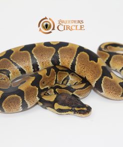 66% Triple Het Desert Ghost Ultramel Caramel Albino F247116