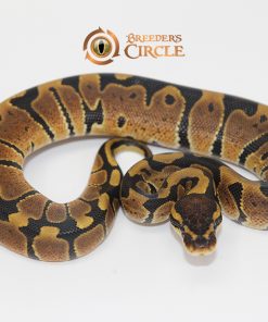 66% Triple Het Desert Ghost Ultramel Caramel Albino F247119