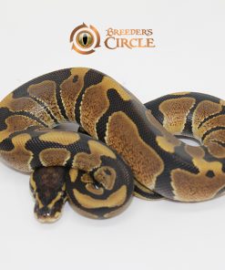 66% Triple Het Desert Ghost Ultramel Caramel Albino M247117