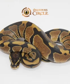 66% Triple Het Desert Ghost Ultramel Caramel Albino M247117