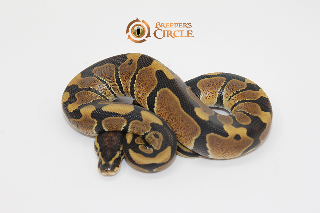 66% Triple Het Desert Ghost Ultramel Caramel Albino M247117