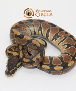 66% Triple Het Desert Ghost Ultramel Caramel Albino M247118