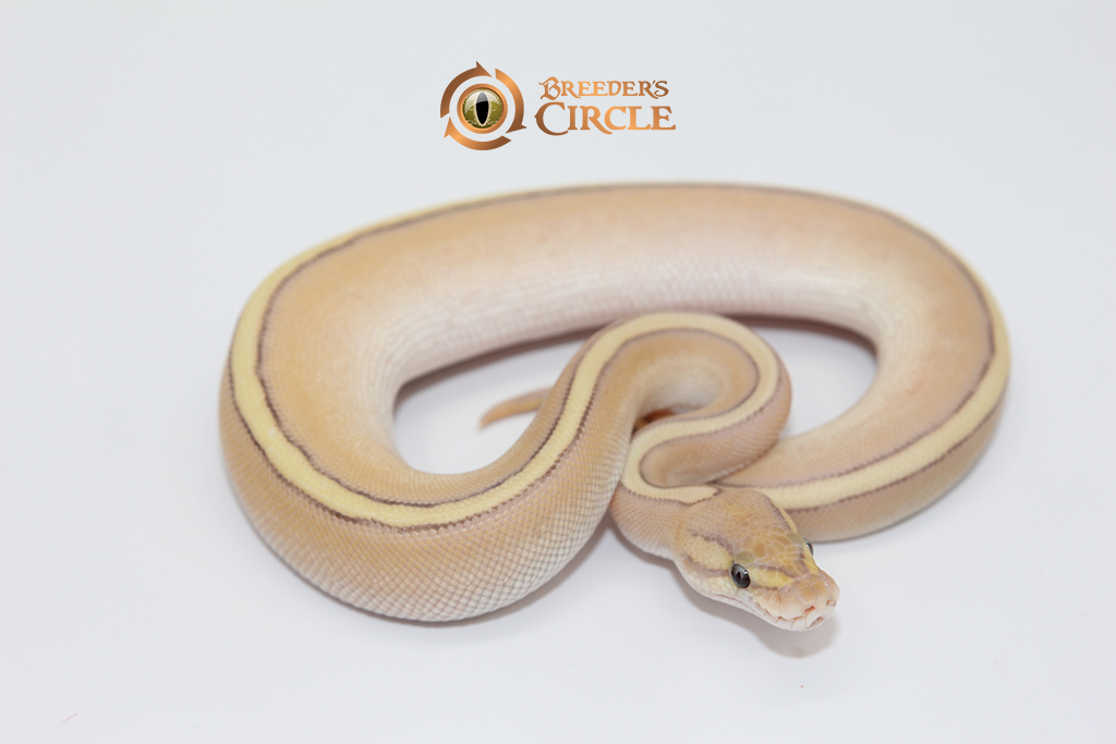 Banana Mojave Cypress Red Stripe M247122