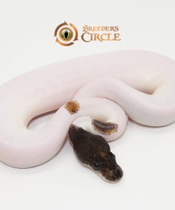 Black Head Mojave Leopard Pied M247182