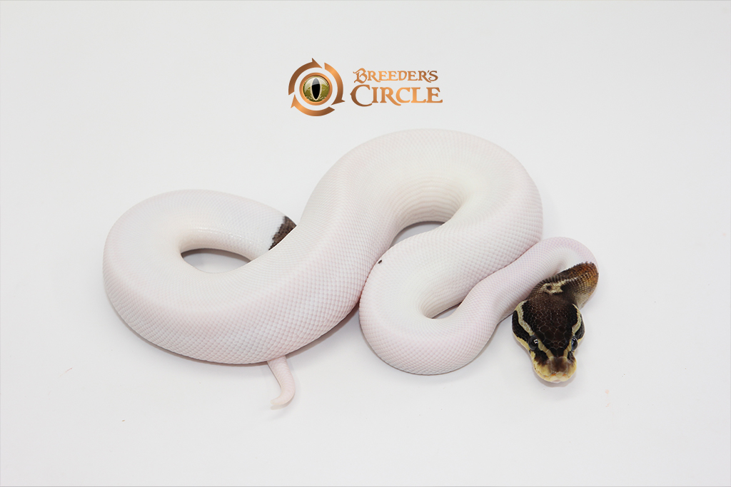 Black Pewter Pied M246123