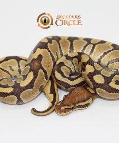 Caramel Albino Poss Desert Ghost 66% Het Ultramel M247112