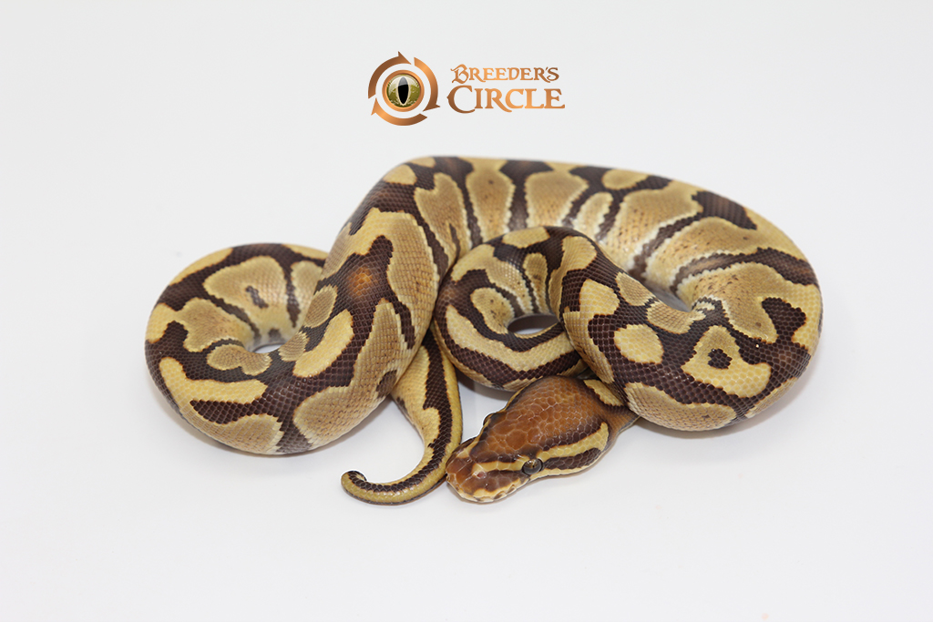 Caramel Albino Poss Desert Ghost 66% Het Ultramel M247112
