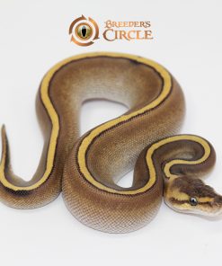 Cypress Red Stripe Poss Marvel M247125