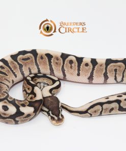 Ghi Cinnamon Spider 100% Het Ultramel M247105