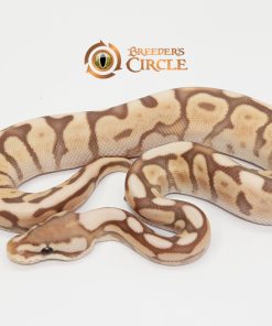Ghi Lesser Spider Ultramel M247103