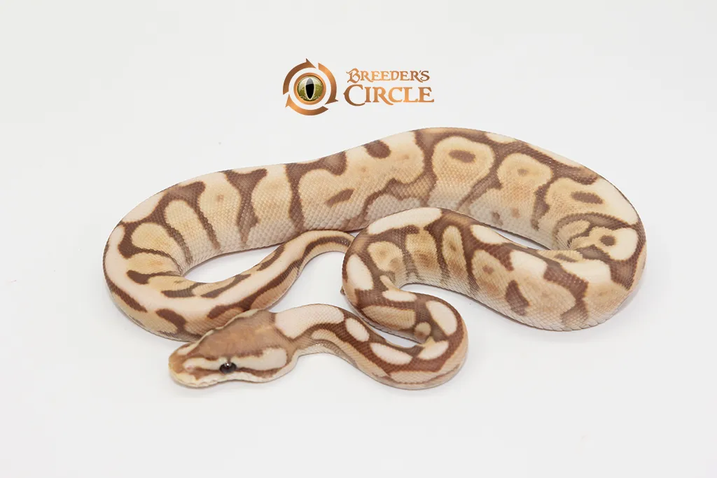 Ghi Lesser Spider Ultramel M247103