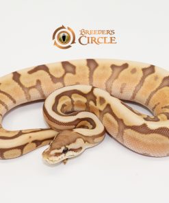 Ghi Lesser Spider Ultramel Poss Leopard M247102