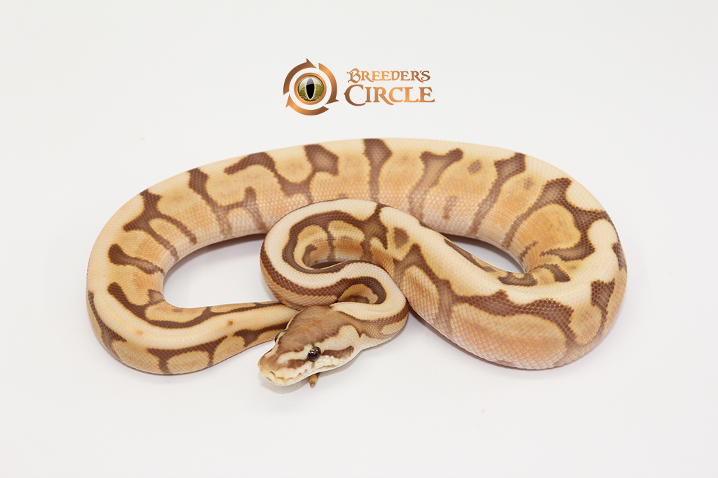 Ghi Lesser Spider Ultramel Poss Leopard M247102