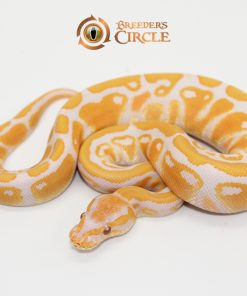 Lavender Albino 100% Het Puzzle M247137