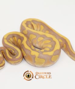 Leopard Lesser Ultramel M247101