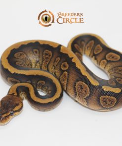 Mahogany Red Stripe 50% Het Clown F246254