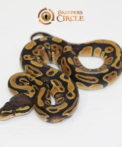 Marvel 100% Het Pied F247166