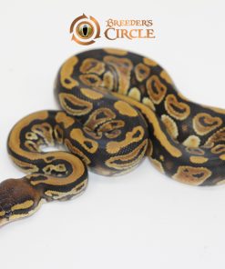 Marvel 100% Het Pied F247167