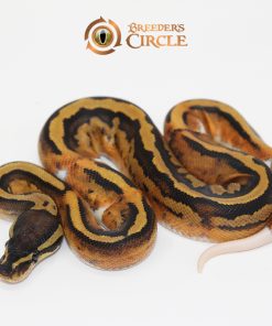 Marvel Pied M247161