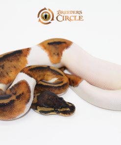 Pied F247164