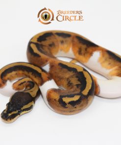 Pied Poss Marvel F247163