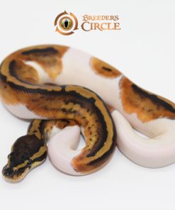 Pied Poss Marvel M247162