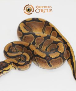 Red Stripe 50% Het Clown F246257