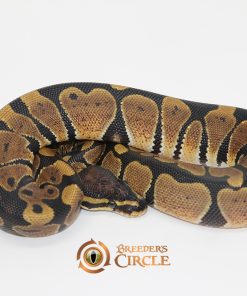 Scaleless Head 100% Het Ultramel M246092