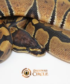 Alternative view of Scaleless Head 100% Het Ultramel M246092