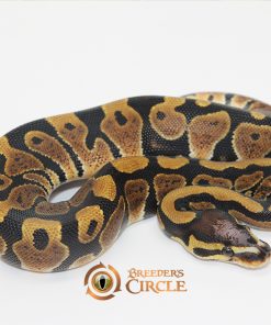 Scaleless Head 100% Het Ultramel M246093