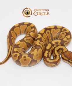 Ultramel Yellowbelly M247046