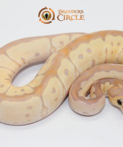 Banana Clown M248051