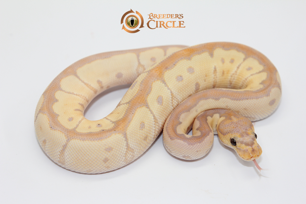 Banana Clown M248051