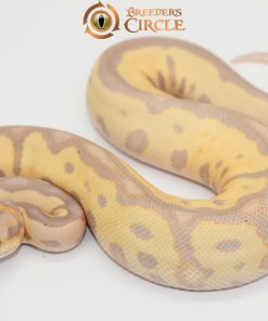 Banana Leopard Motley Clown M248053