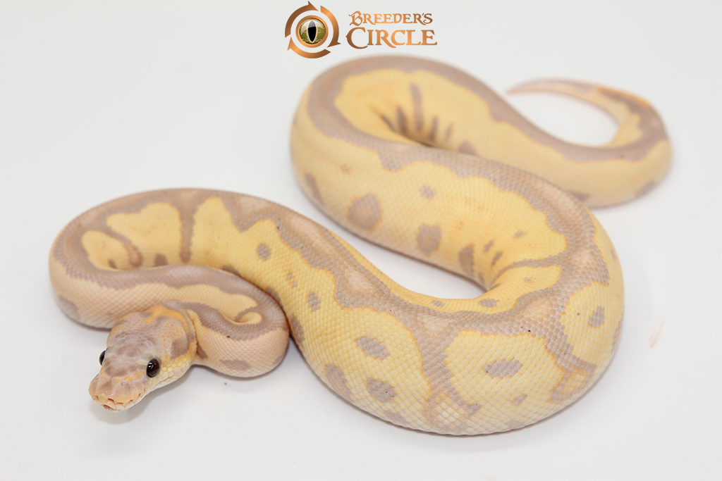 Banana Leopard Motley Clown M248053