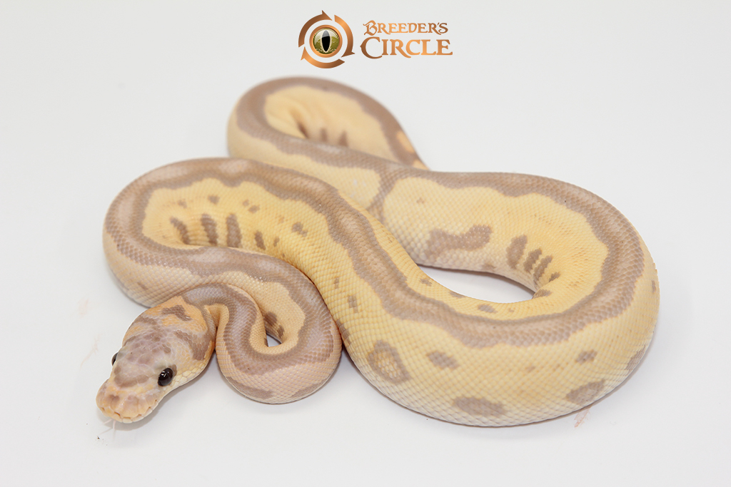 Banana Leopard Motley Clown M248054