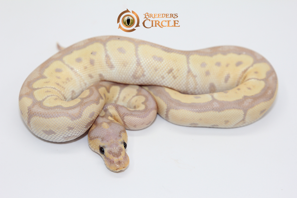 Banana Motley Clown M248052