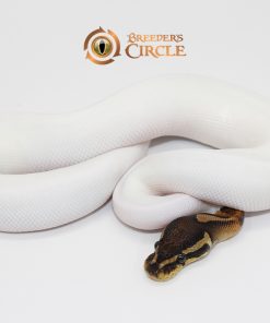 Black Pastel Pied M246122