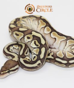 Butter 100% Double Het Sahara Clown F249111