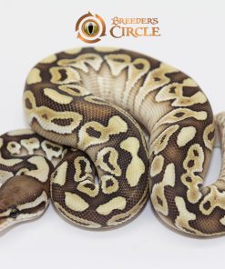 Butter 100% Double Het Sahara Clown F249113