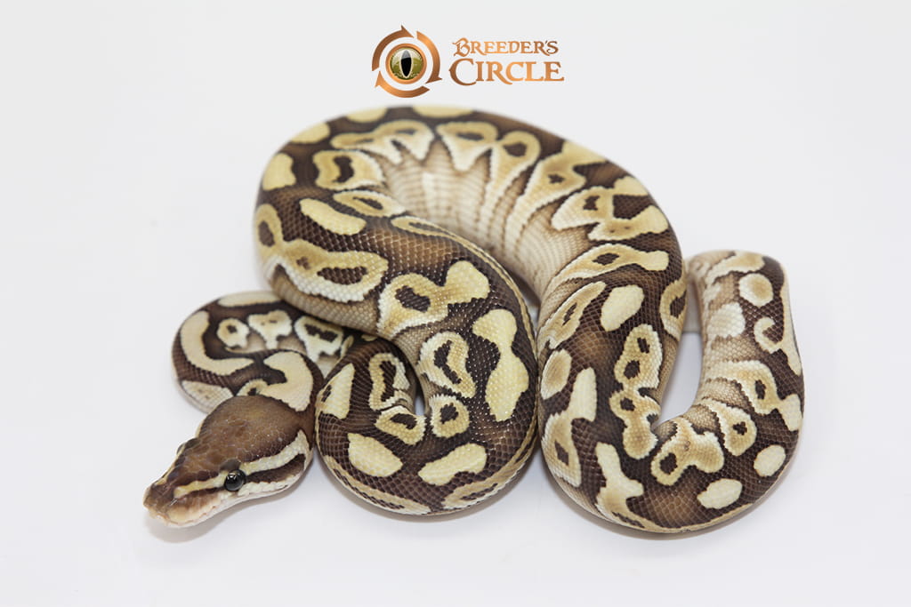 Butter 100% Double Het Sahara Clown F249113
