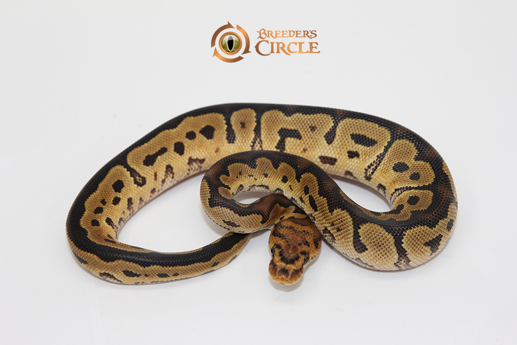 Clown 66% Het Puzzle M2410166