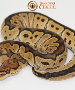 Clown F248059
