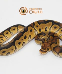 Clown Poss Marvel F2411302