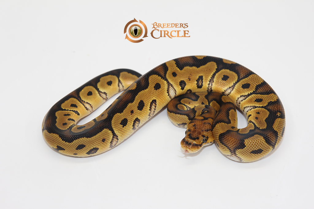 Clown Poss Marvel F2411302