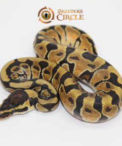 Enchi Asphalt Or Yellowbelly M2411186
